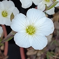 Arenaria montana 'Snow White'